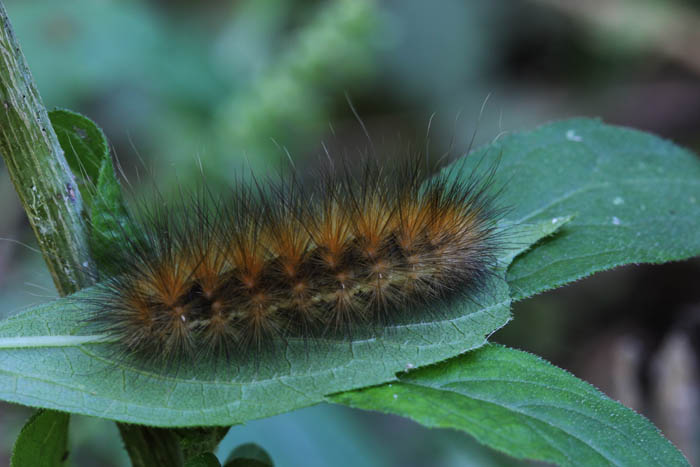 Caterpillar